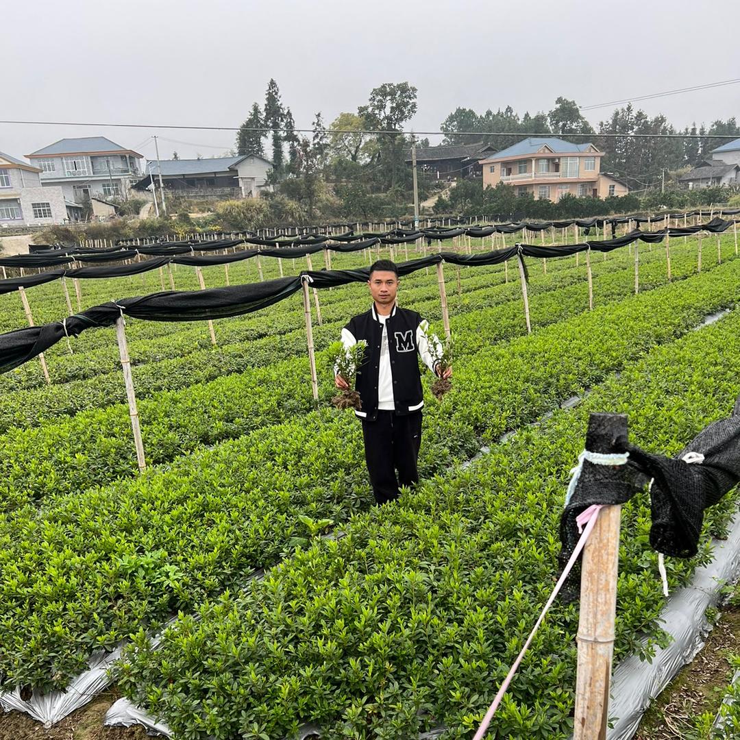 怀化云园苗木种植基地《小曾》