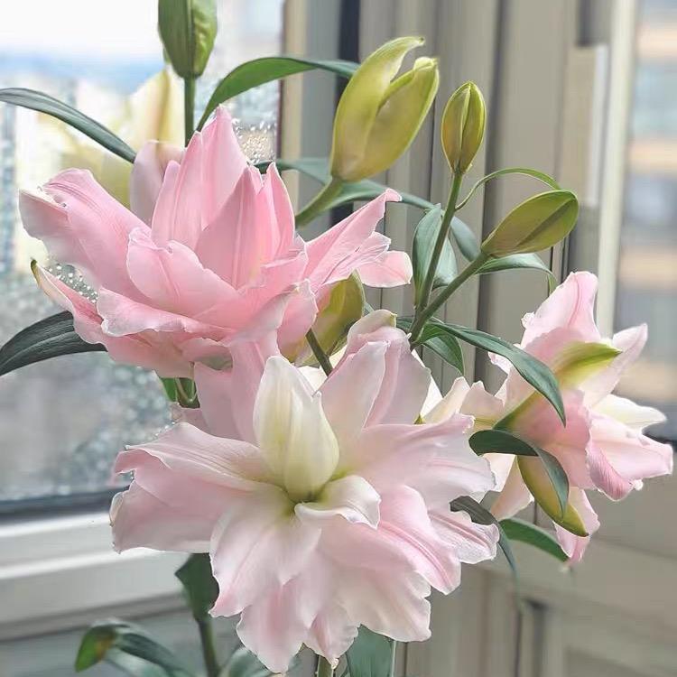 小五花园