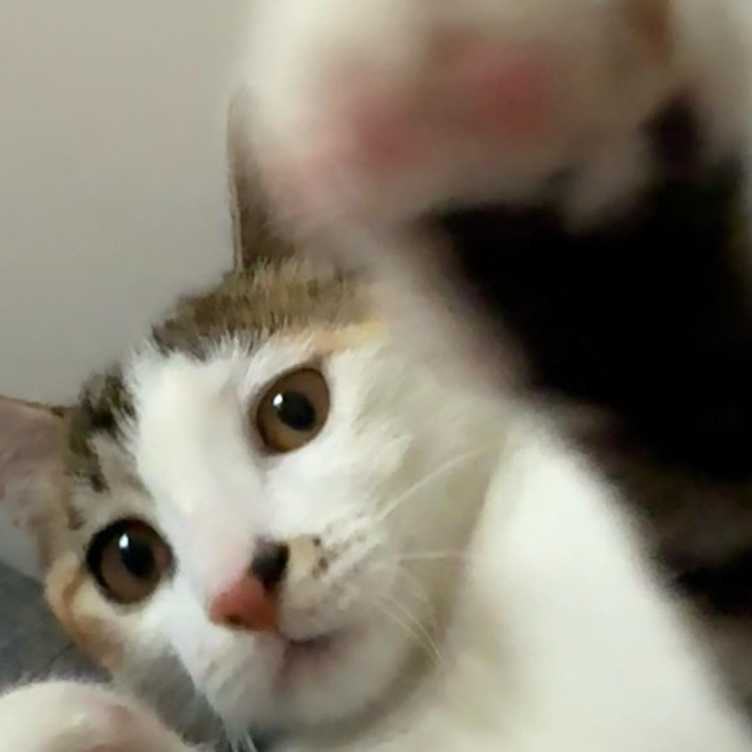 蛋黄是只猫🐱