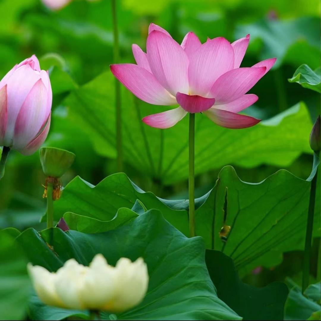 洪湖亮靓小龙虾