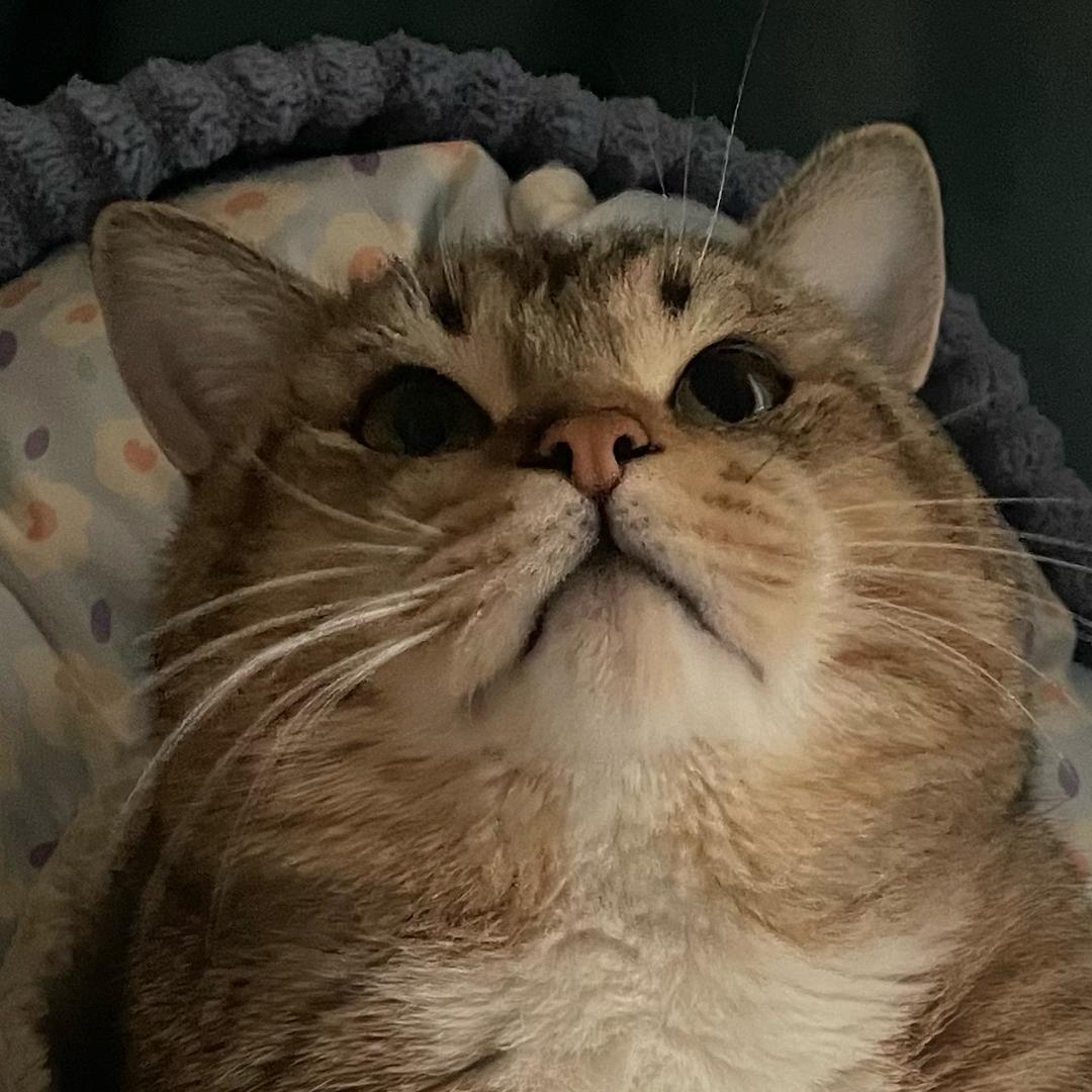 嗷嗷壮大虎