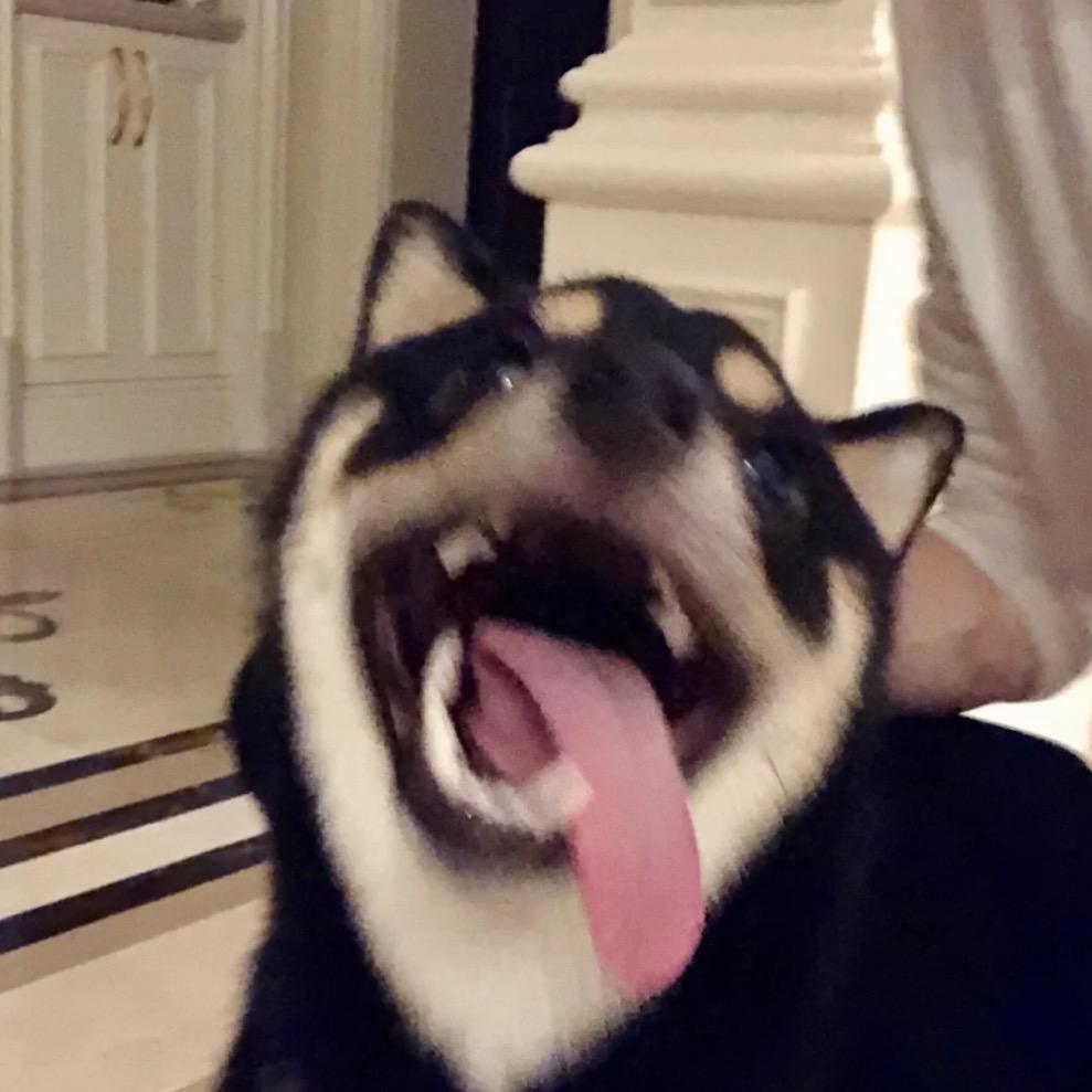 做快乐小狗🐶