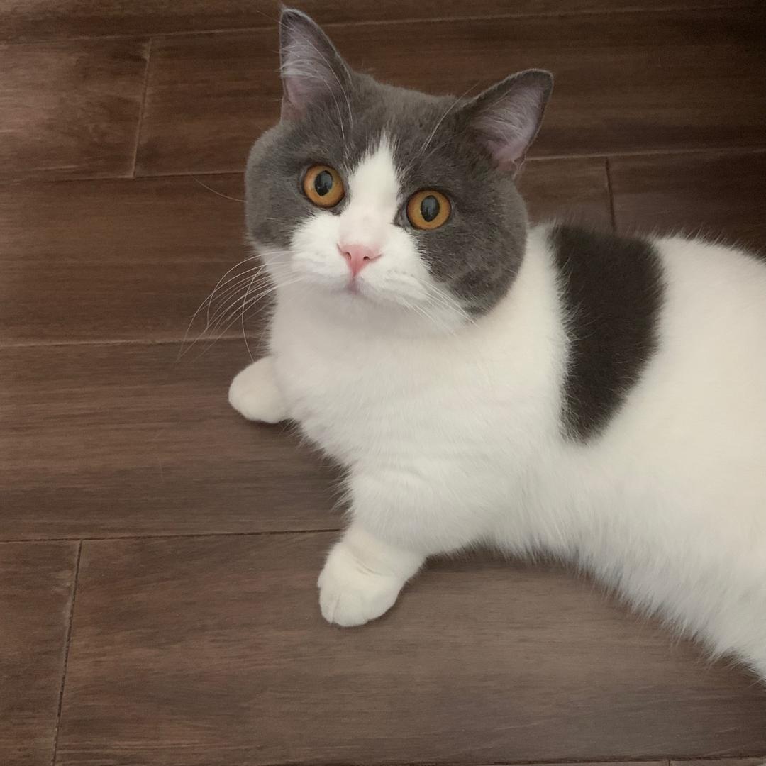 萌宠🐱芝麻糊
