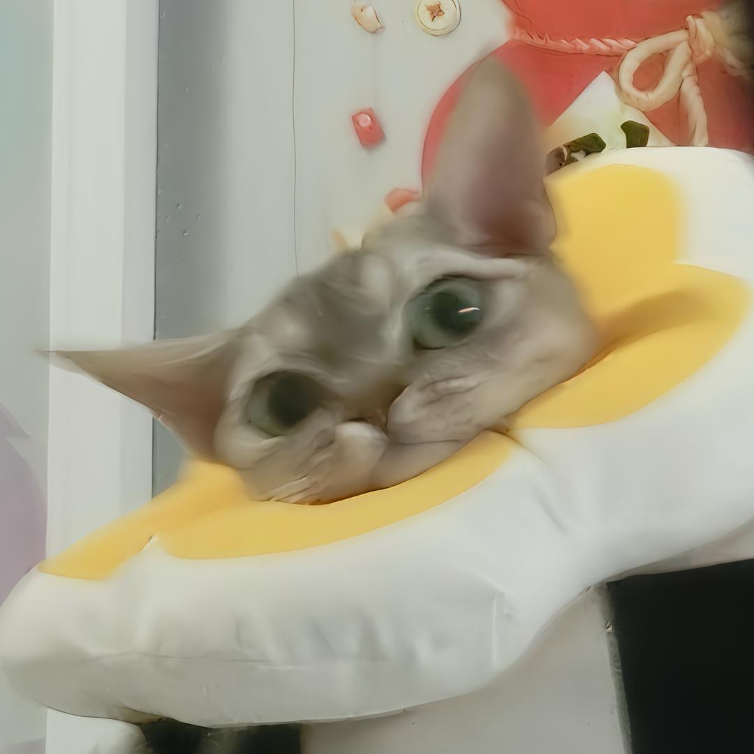 有只饭团儿🍙