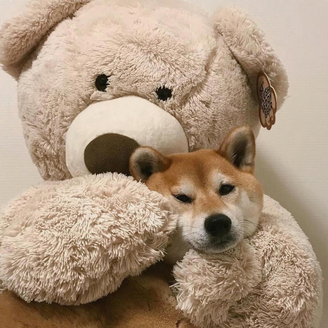 狂吃嘚皮卡