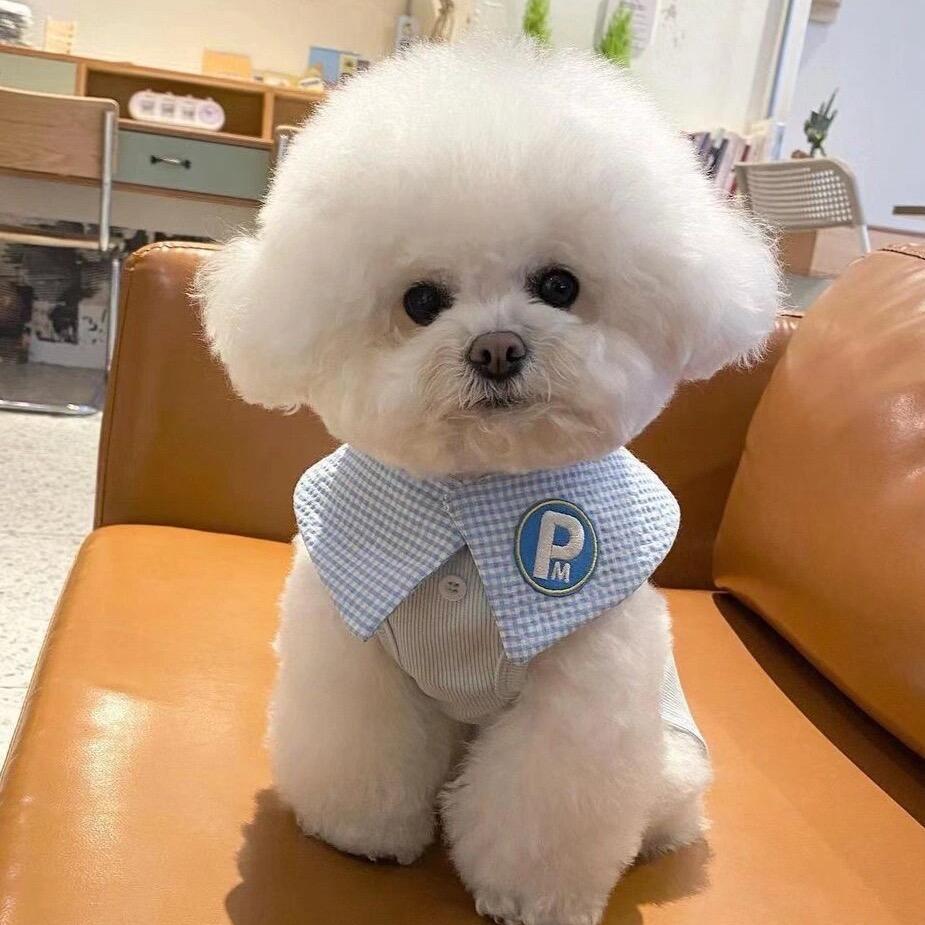 @比熊(福宝)小泰迪