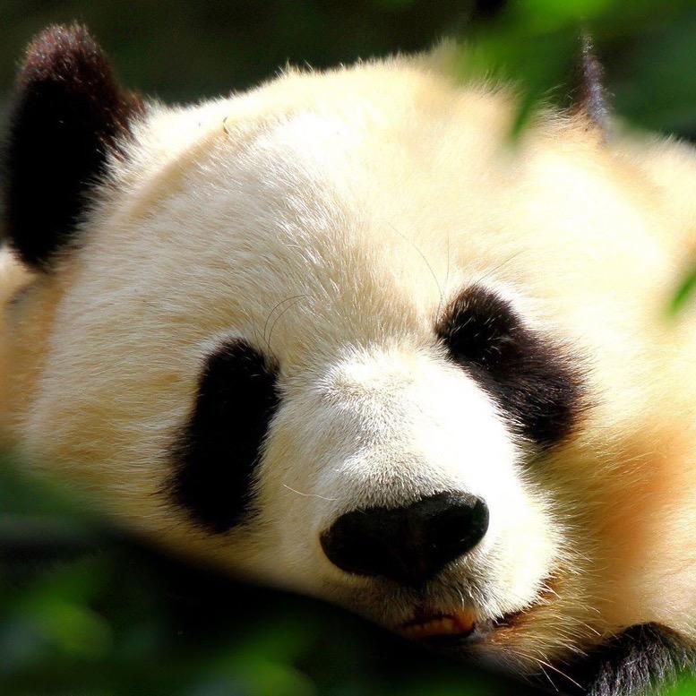熊乐乐