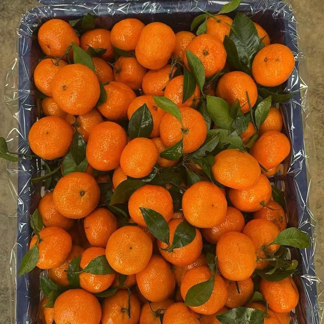 运城杨子果业批发