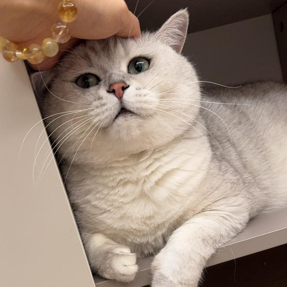 猪咪罐罐