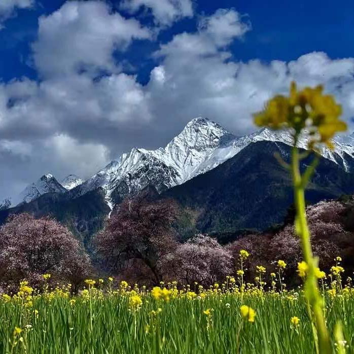 藏地阿香（西藏收山货）
