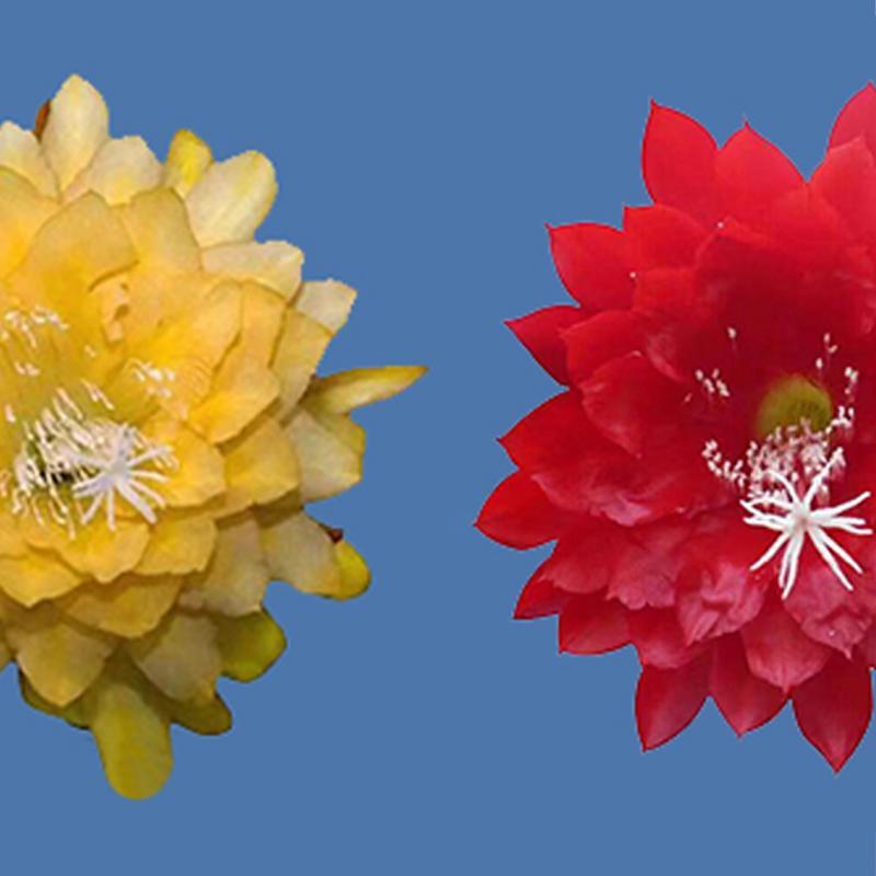 令箭荷花 昙花