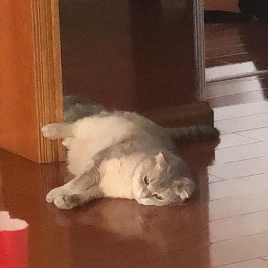 来点狗不理