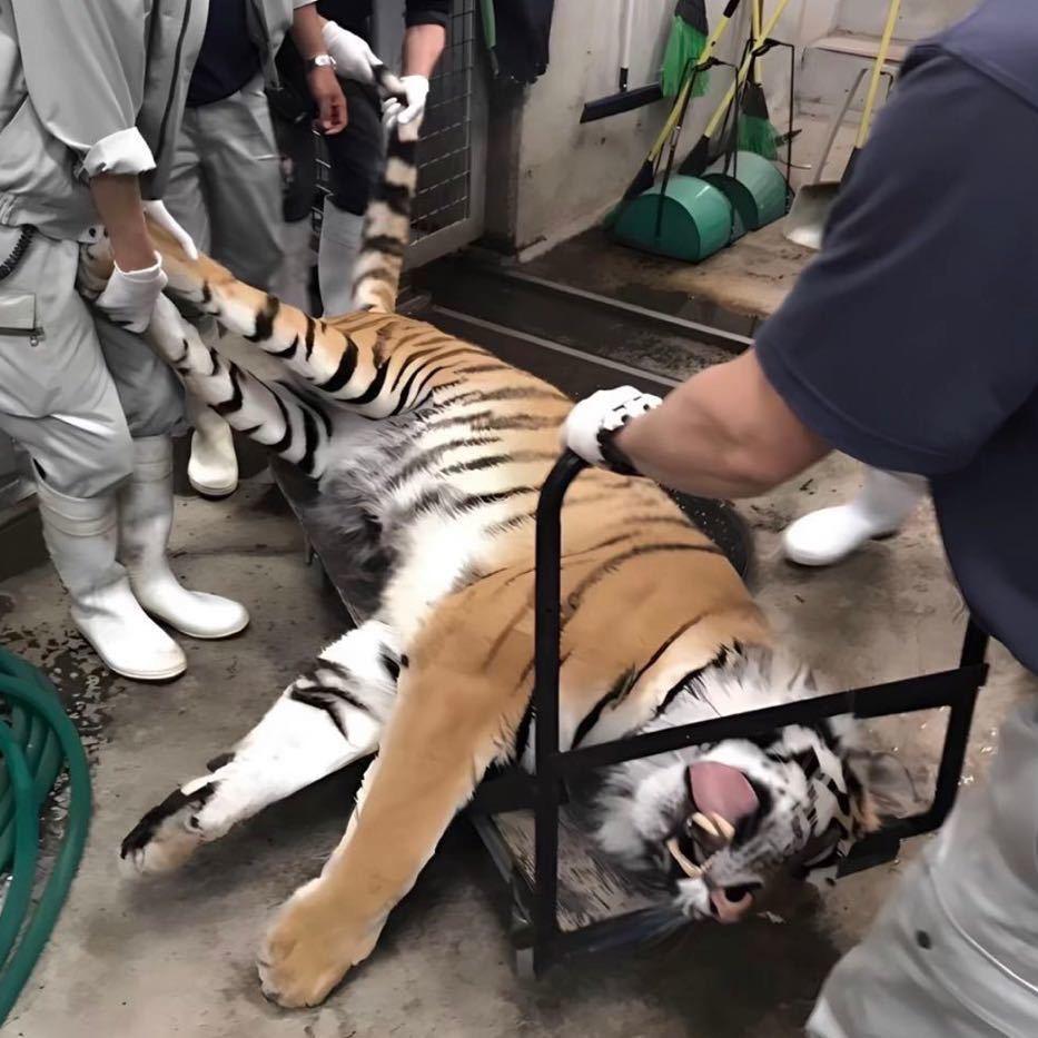 沈念
