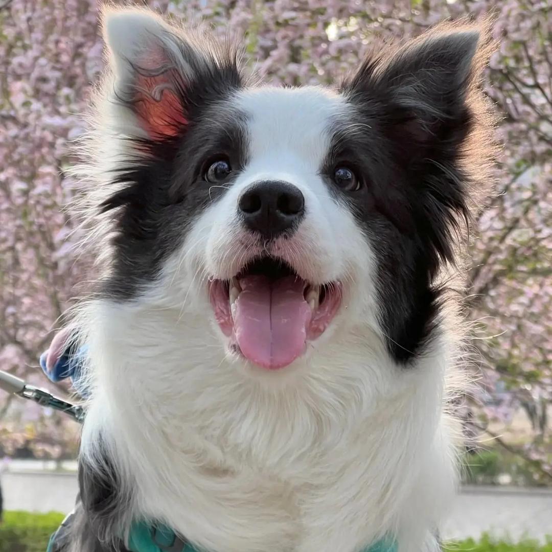 于小胖爱边牧