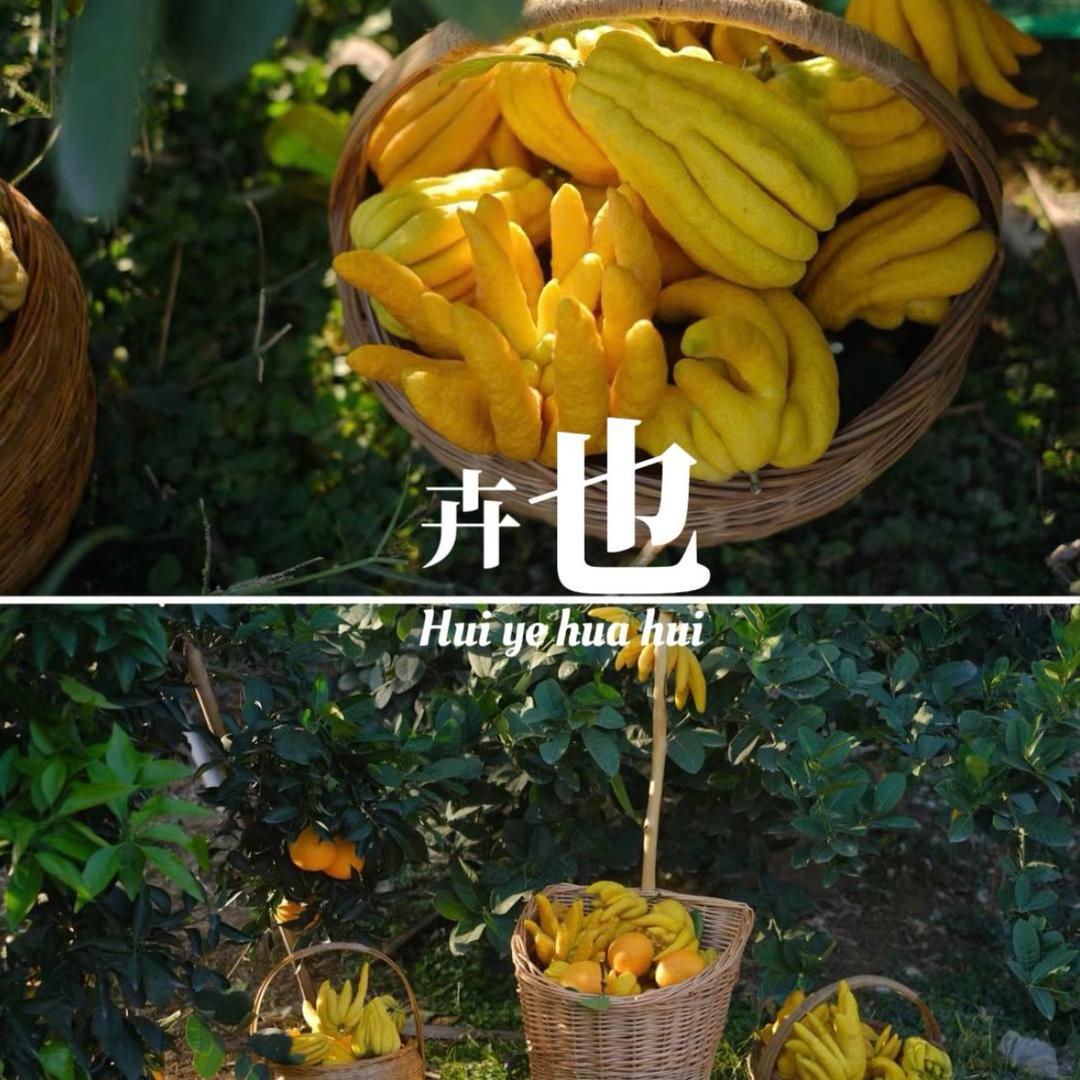 卉也花卉-(佛手柑专场)