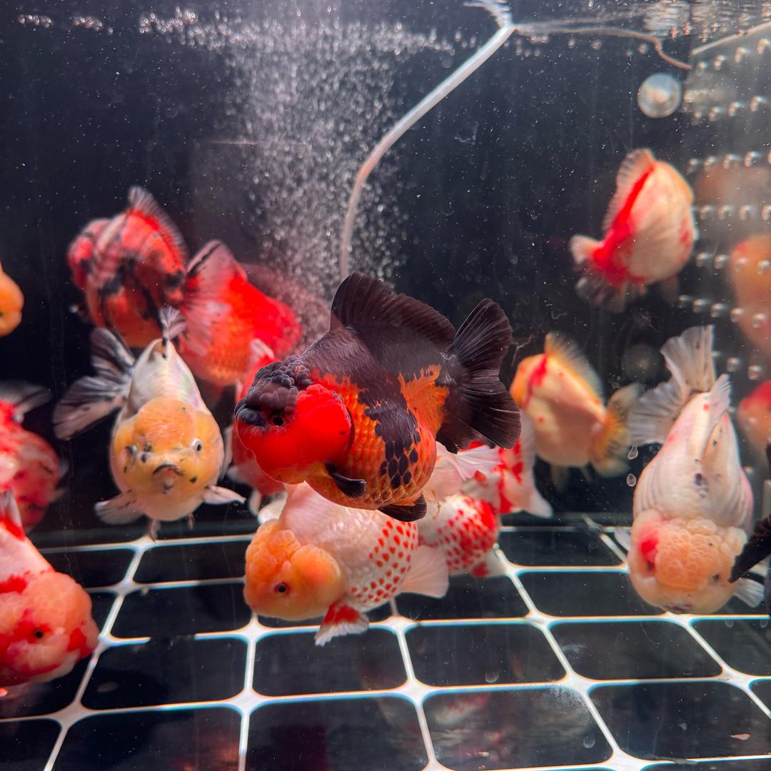 妲己泰狮甄选阁