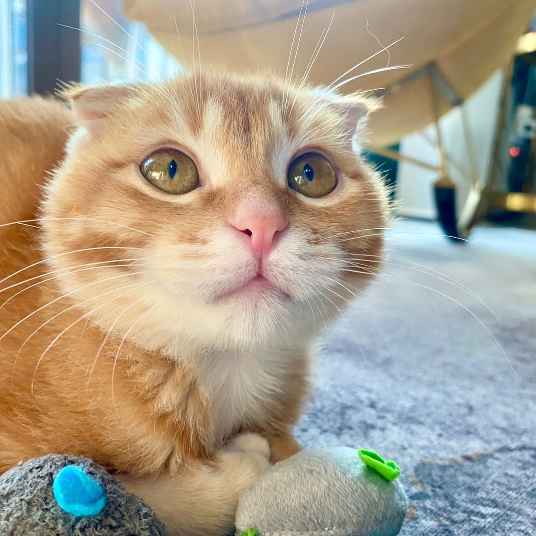 郑西西的猫