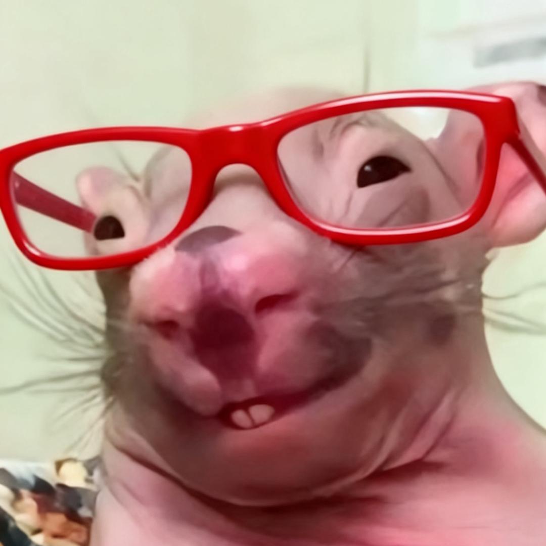 马路羊子