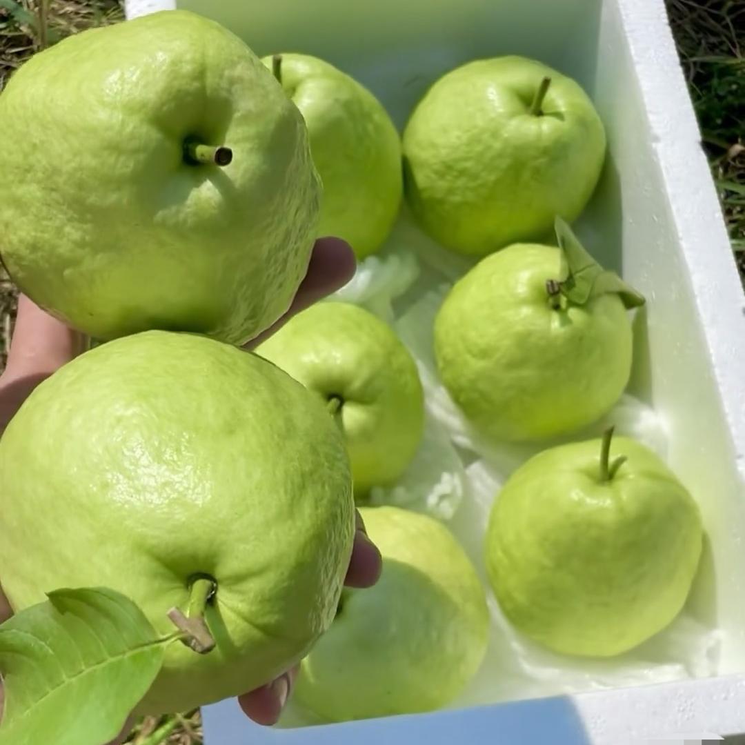岭南特色臻选阁