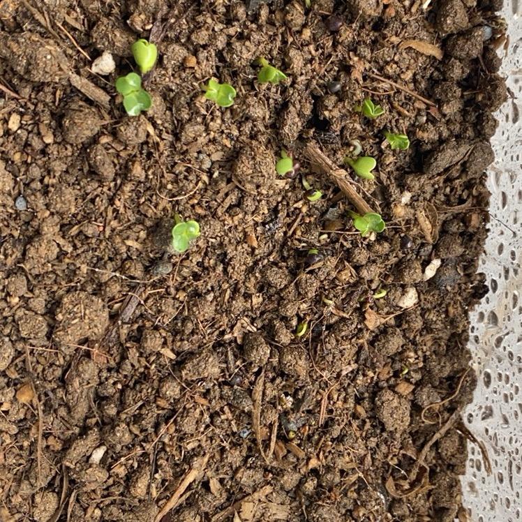 发芽🌱