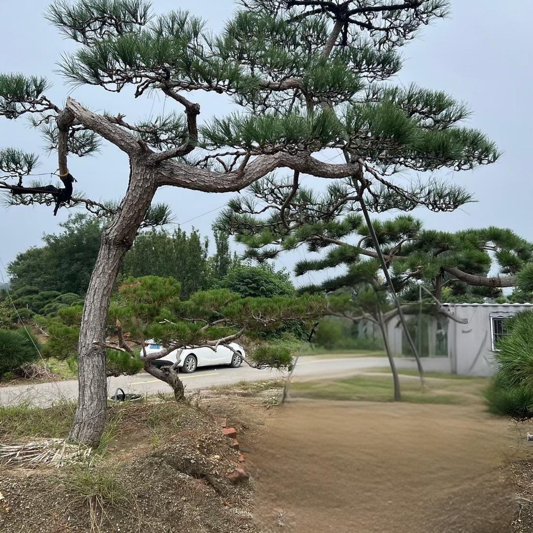 国松源庭院景观松