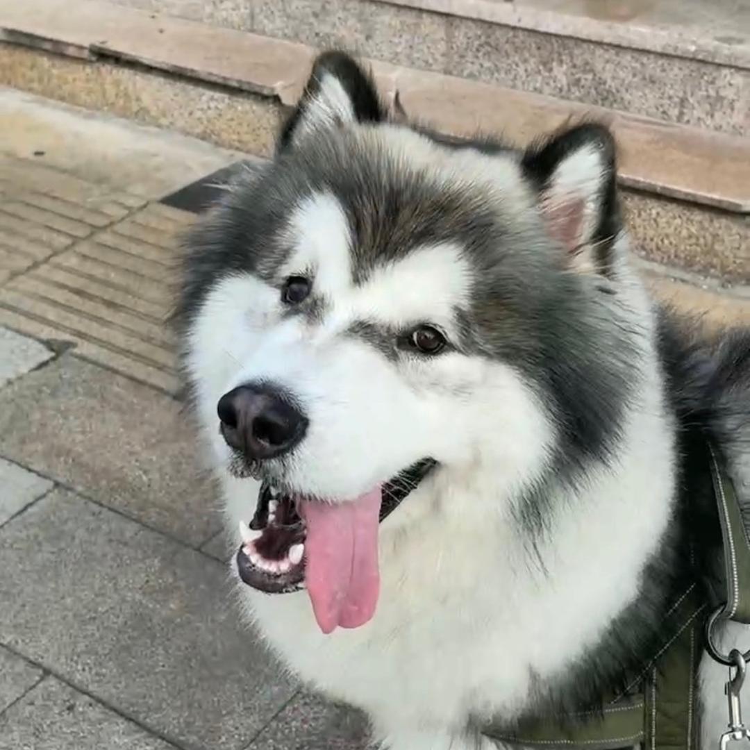 爱听歌的阿拉斯加