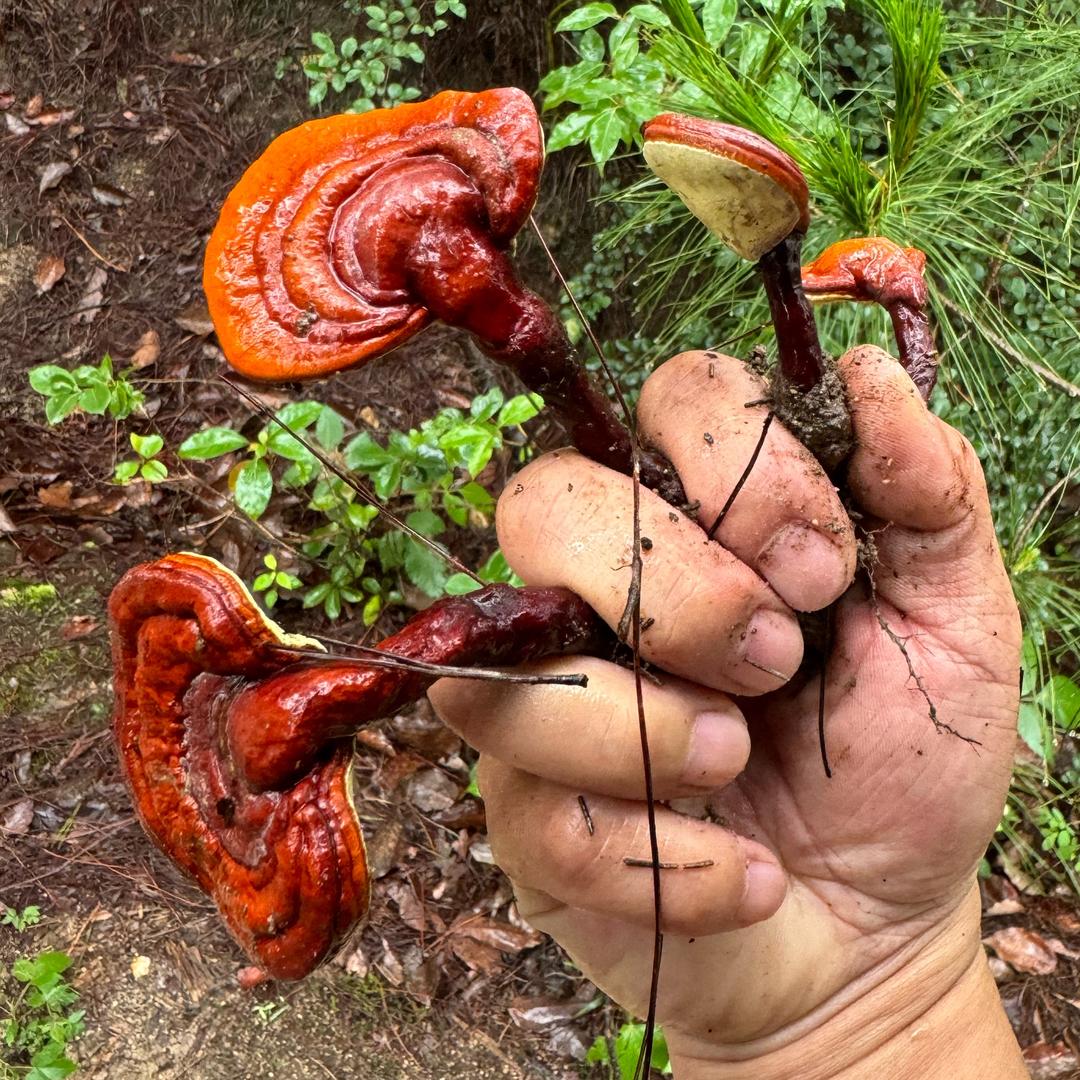神农尝百草枯