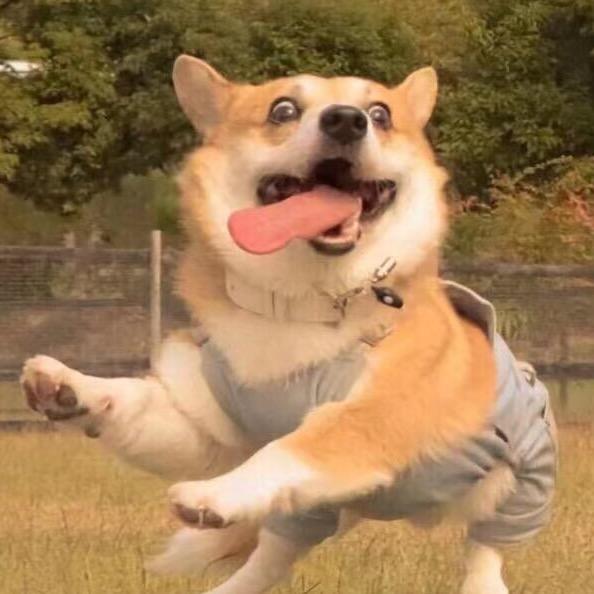3弟il