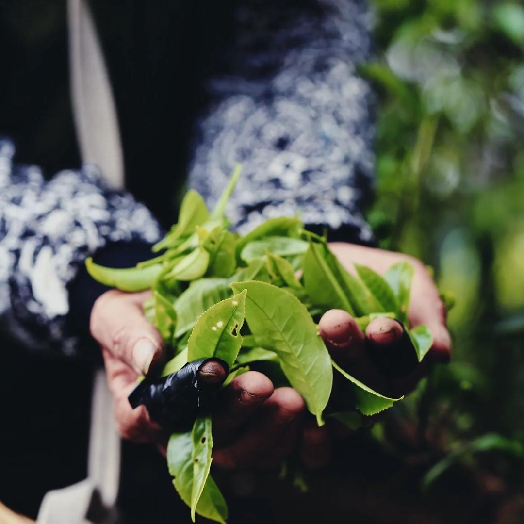 骤雨初歇茶叶店