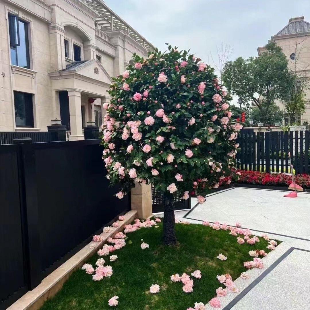花染阁花卉