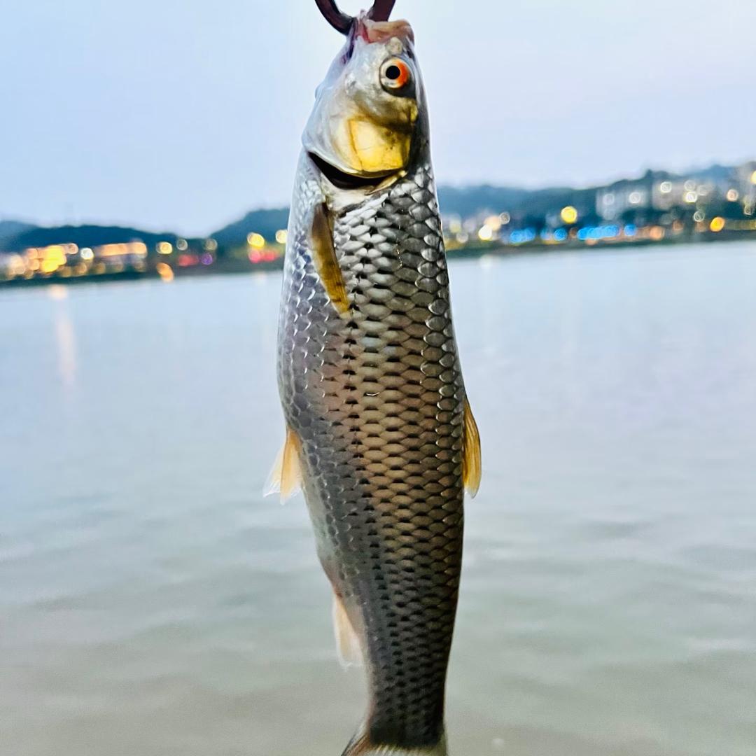 横县鱼生用鱼成都仓直发