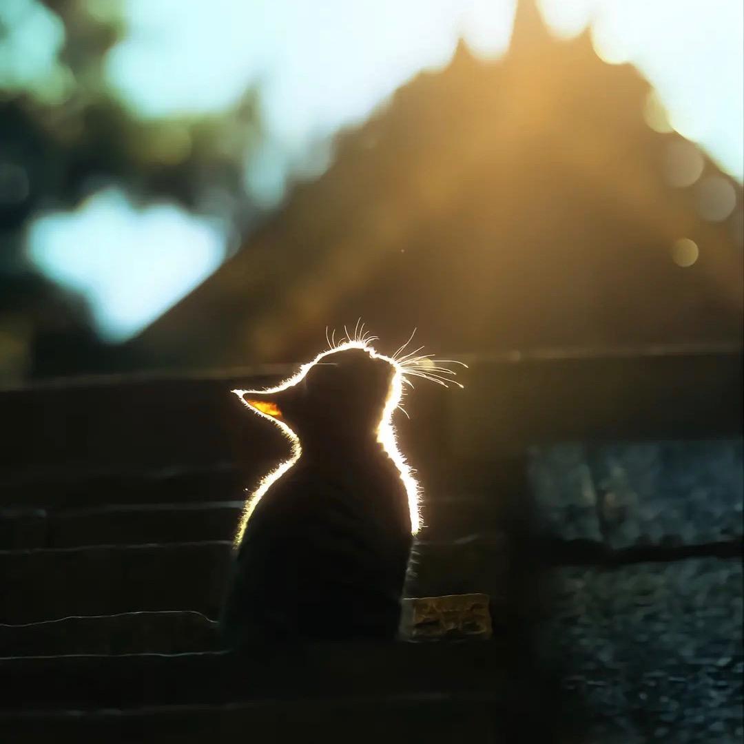 萍青源宠物零食