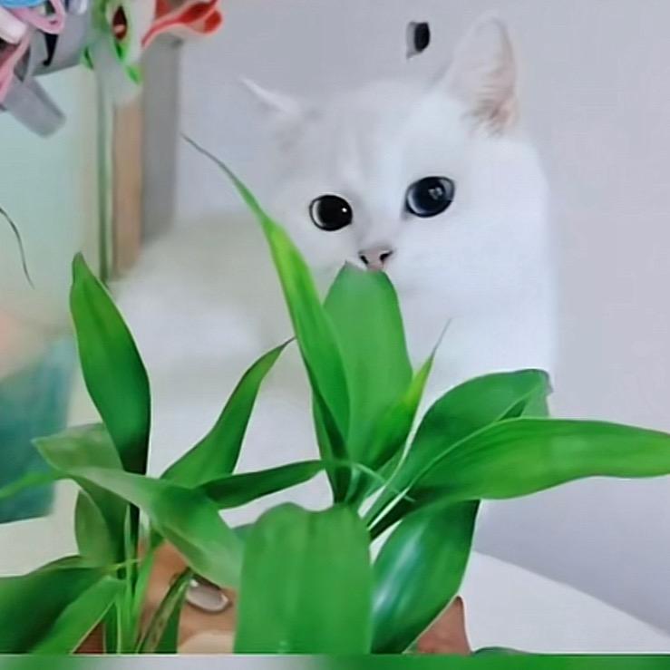 昌璟口播美美