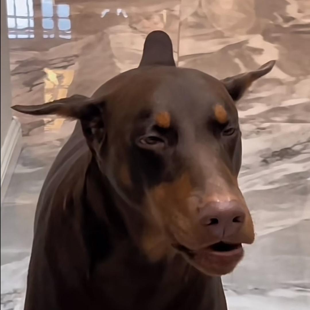 狗头加电