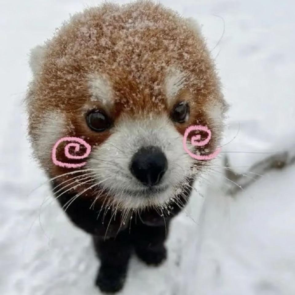 c0llapse）