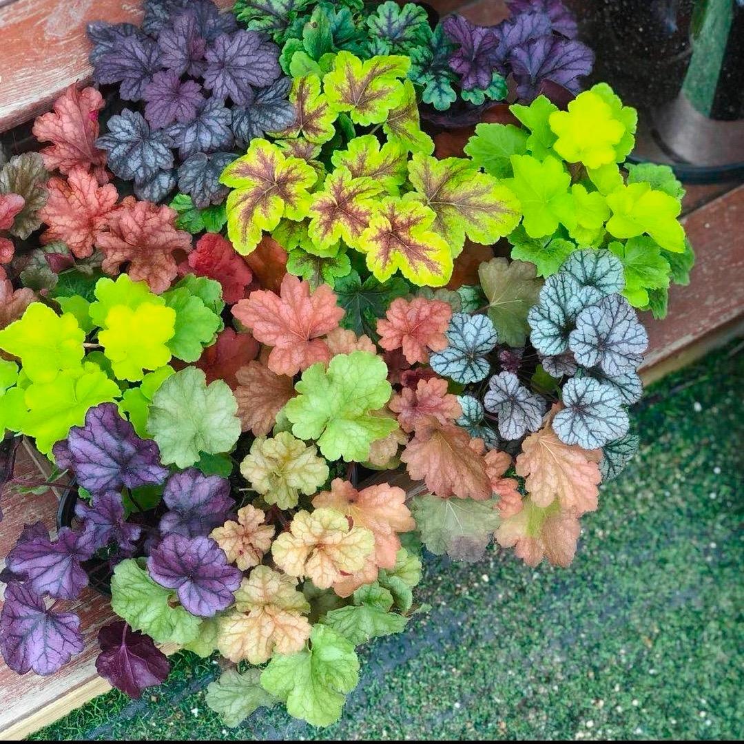 芃泽花卉园艺