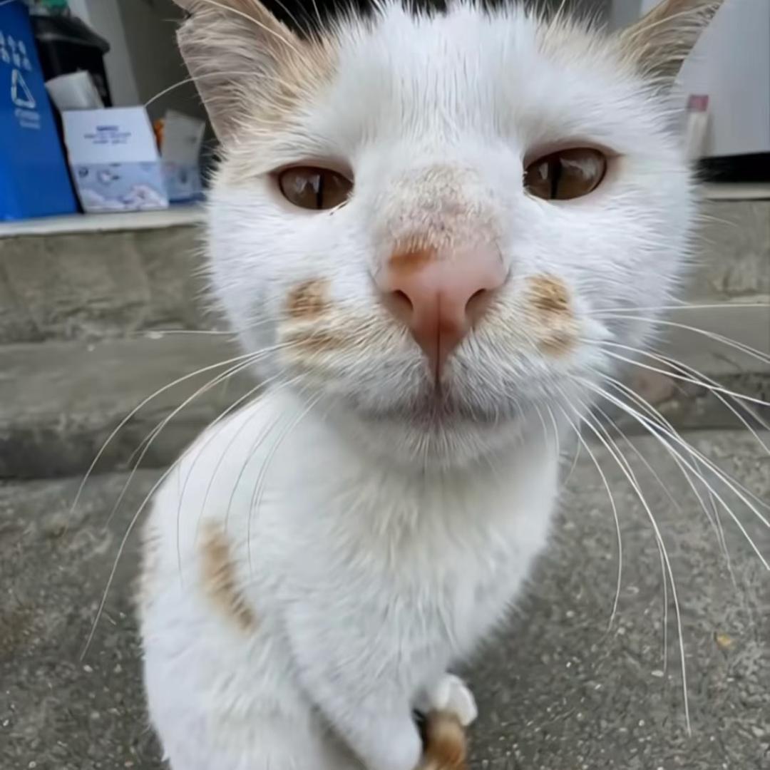 打工赚钱养小猫🐱