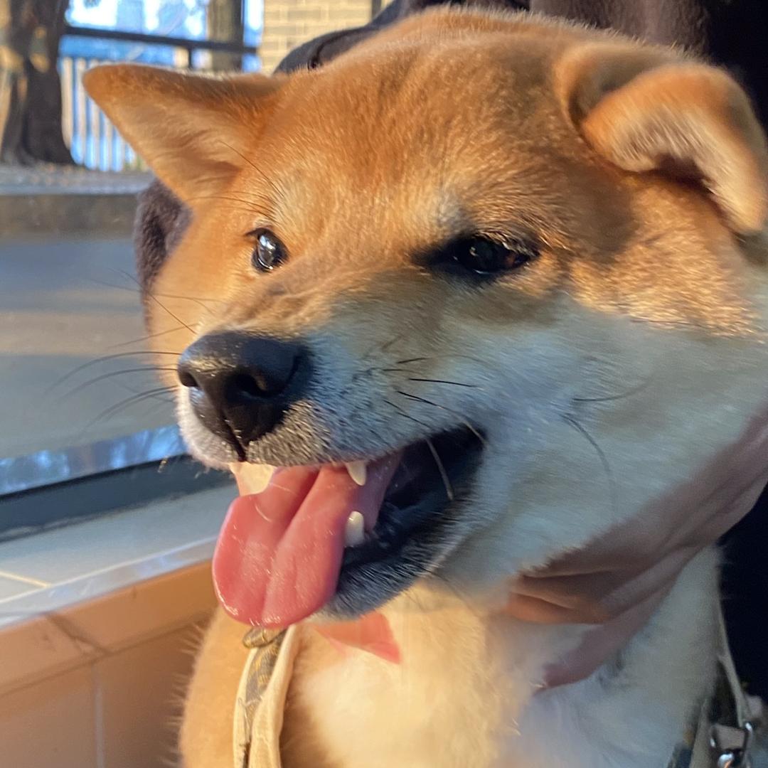 柴犬陈康来
