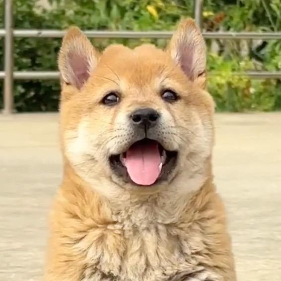 只爱❤️田园犬