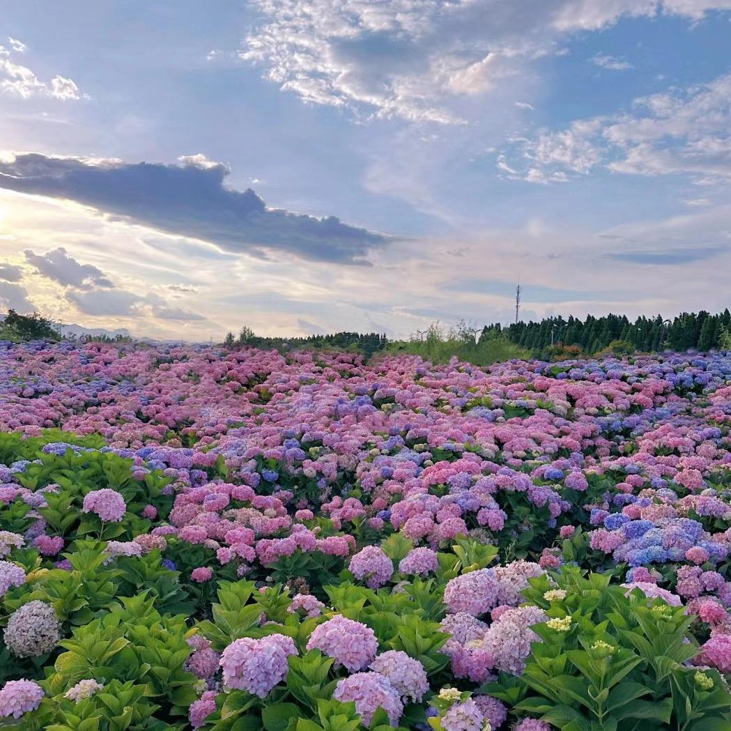 成都绿茵生活花园