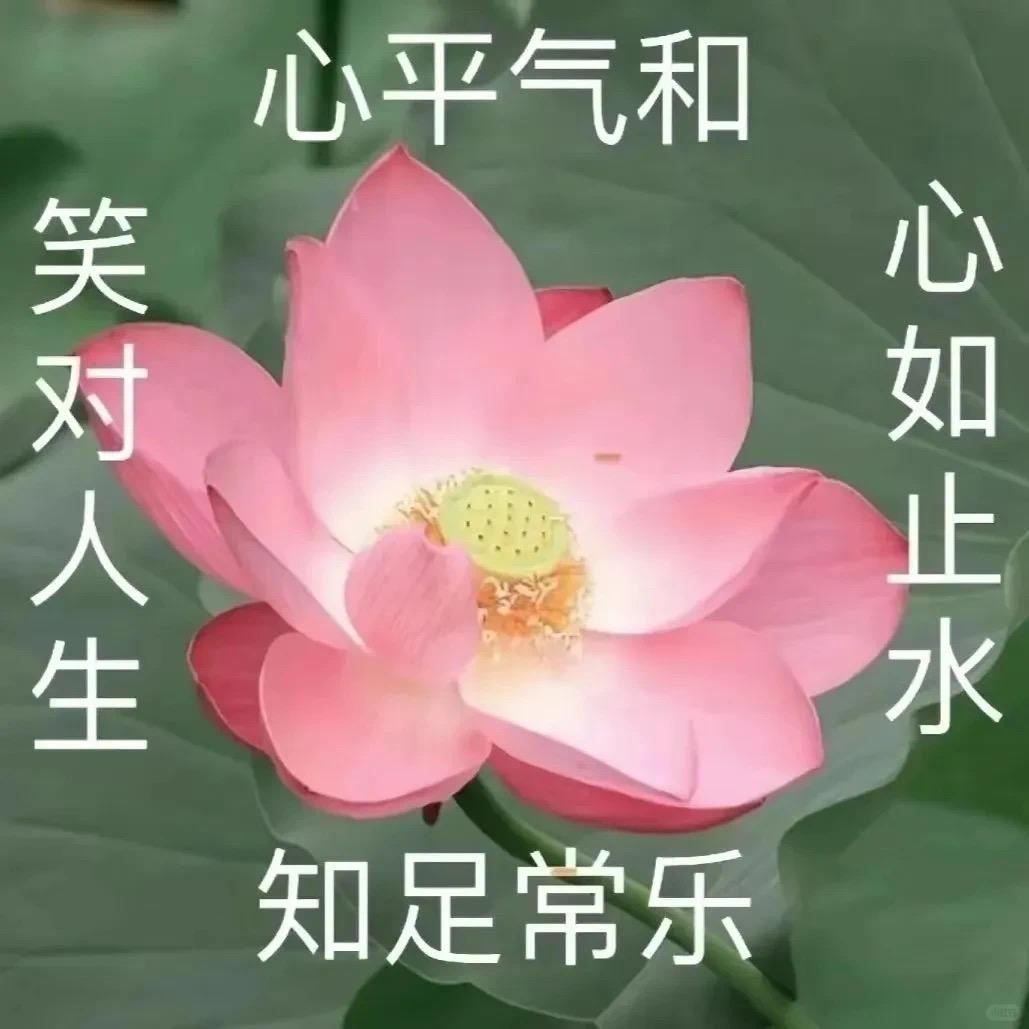 倔强仙人掌