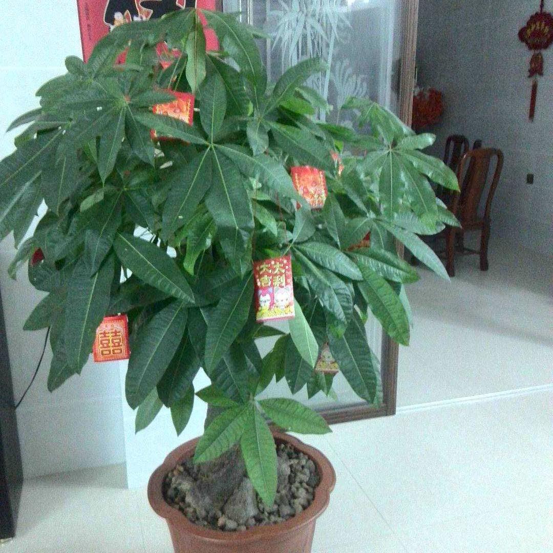 雄狮