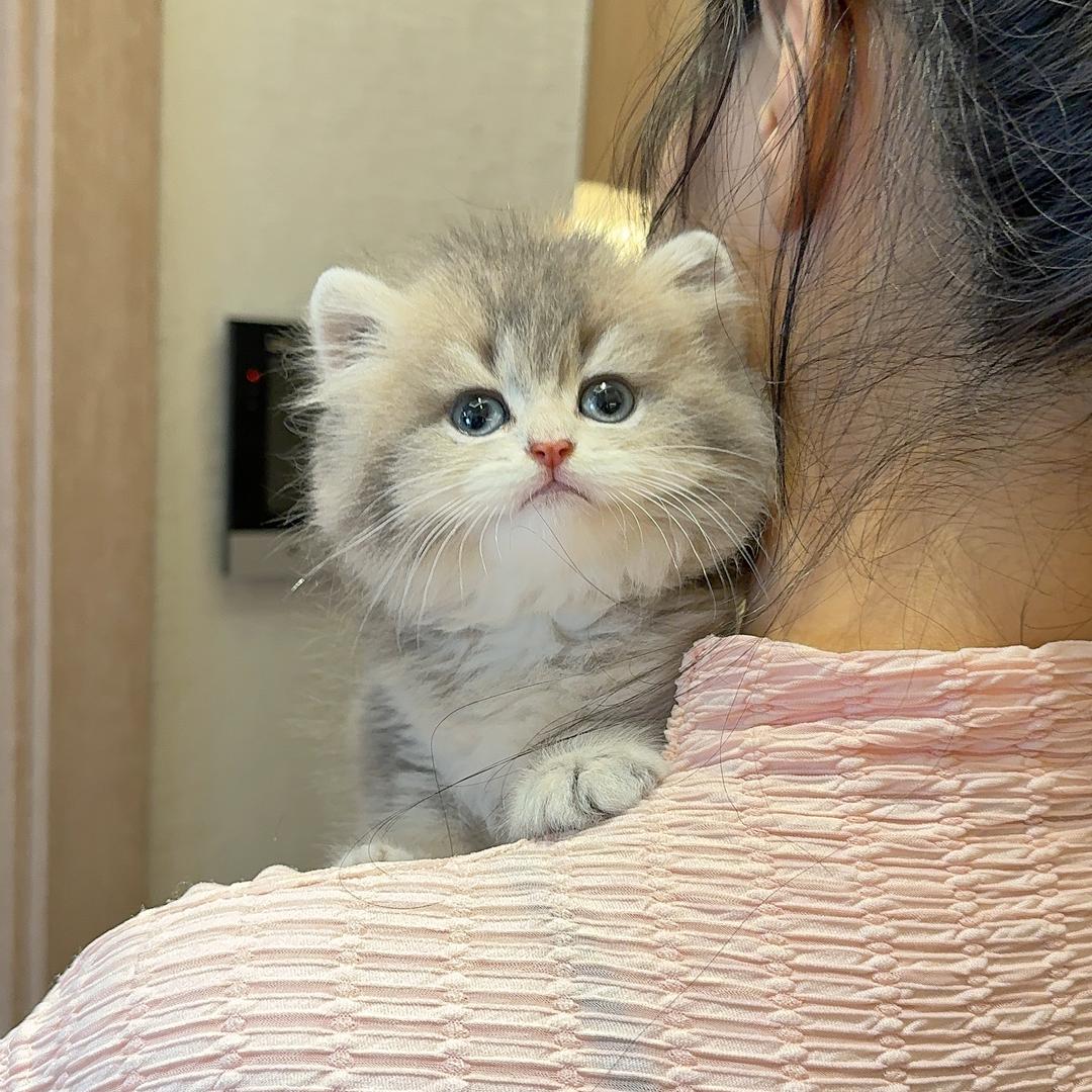 杭州萧山二胎猫舍宠物店