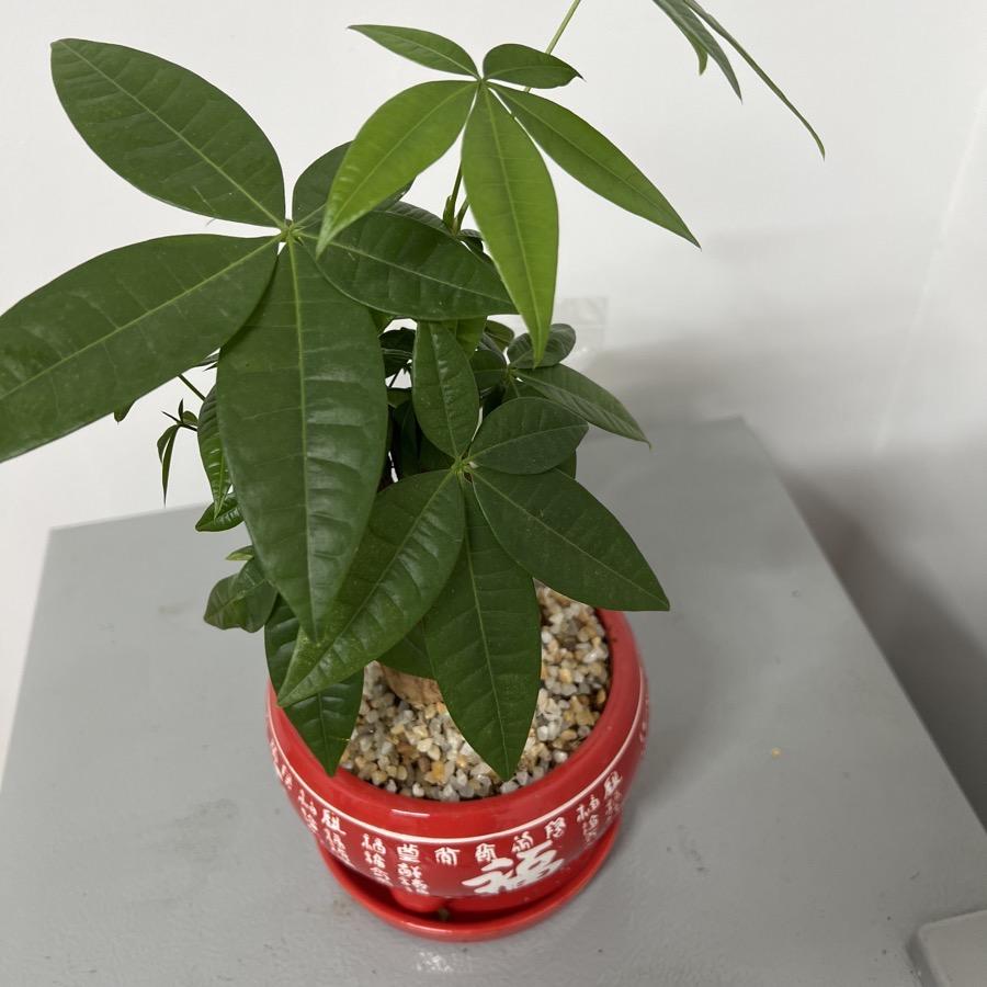 沫锦