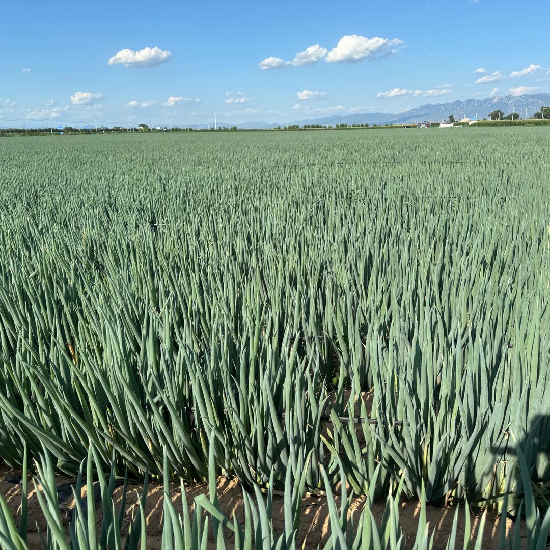 新田农业科技有限公司