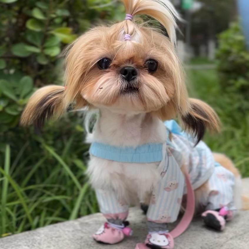 麦宝是只小西施