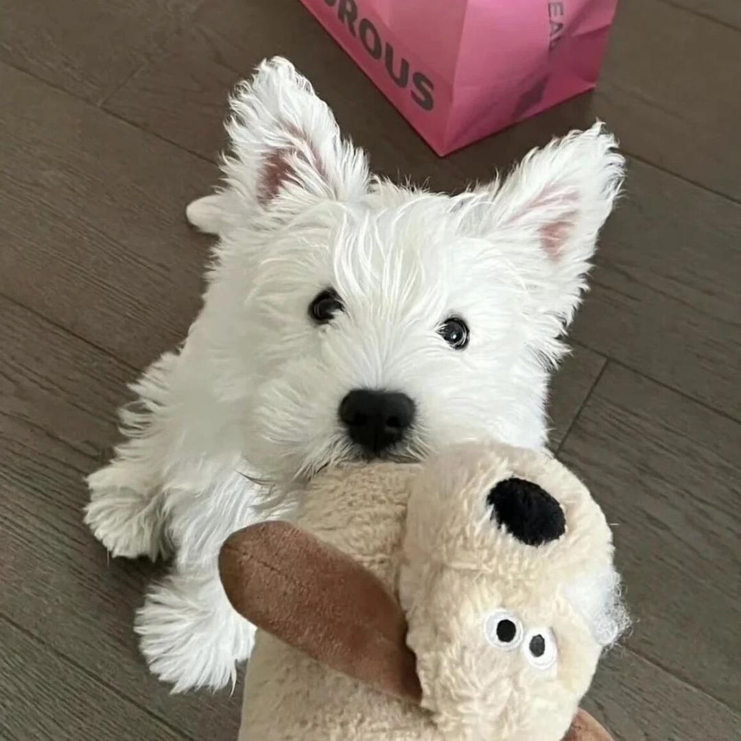 小狗摇尾巴_