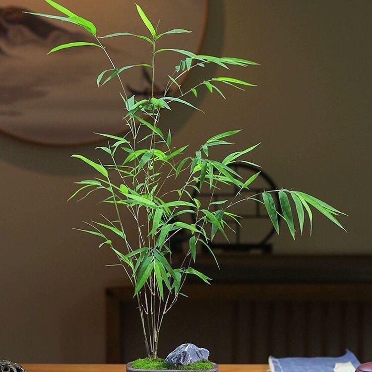 内门小院1