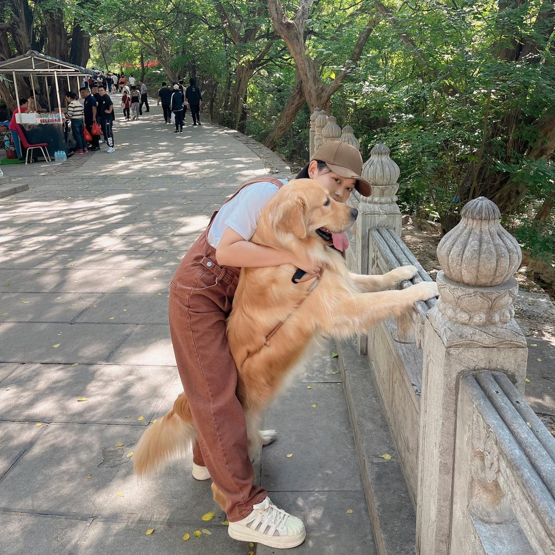 金毛好运