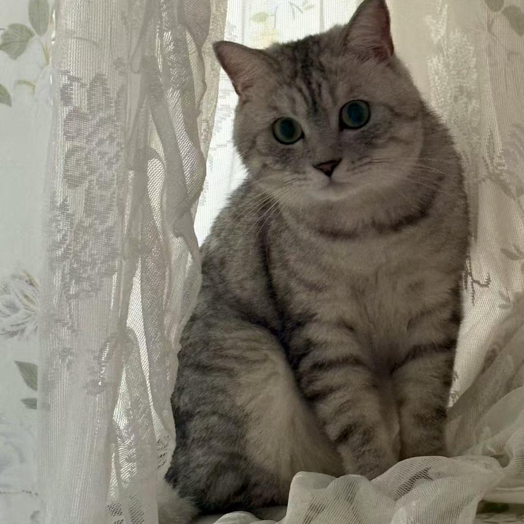 小猪熊